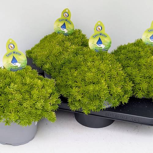 Sedum Yellow Bouquet T17 H32