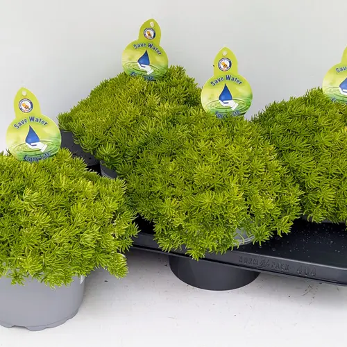 Sedum Yellow Bouquet T17 H32