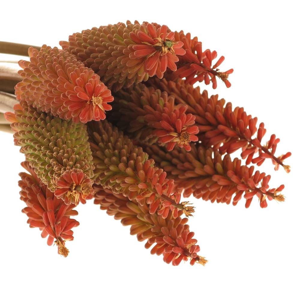 Kniphofia orange 55cm