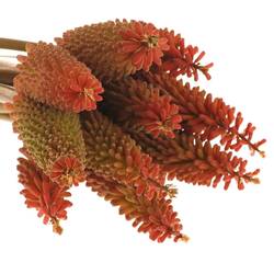 Kniphofia orange 55cm