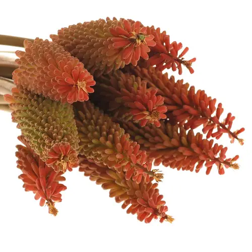 Kniphofia orange 55cm