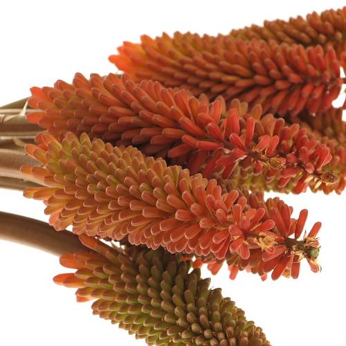 Kniphofia orange 55cm