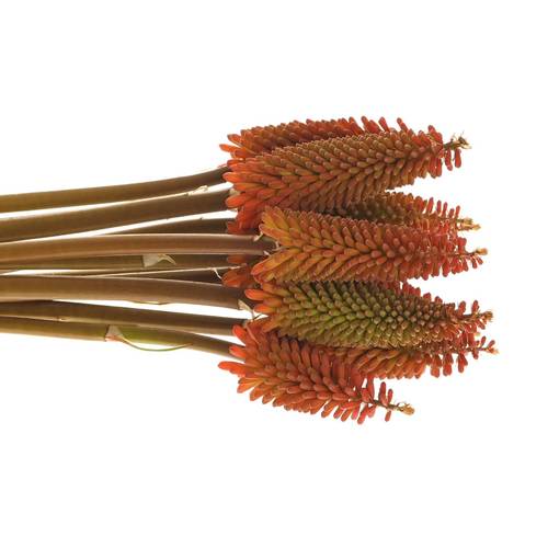 Kniphofia orange 55cm