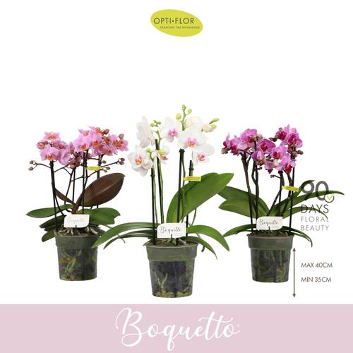 Phal.3-R mix Pinko Boquetto T12 H035