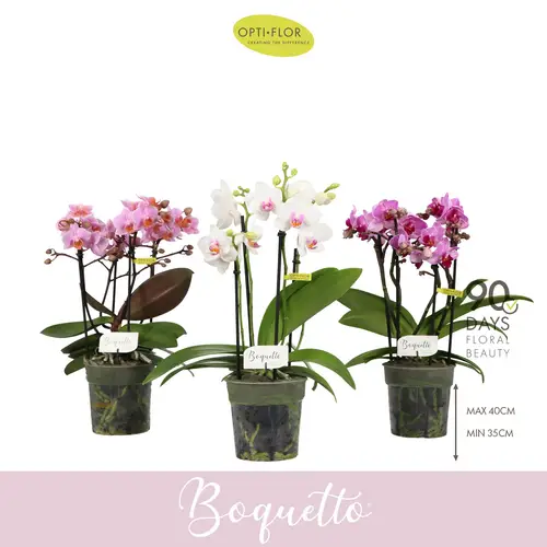 Phal.3-R mix Pinko Boquetto T12 H035