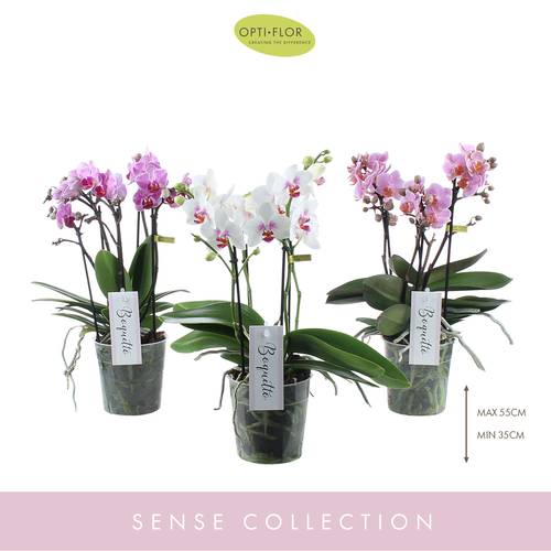 Phal.3-R mix Pinko Boquetto T12 H35