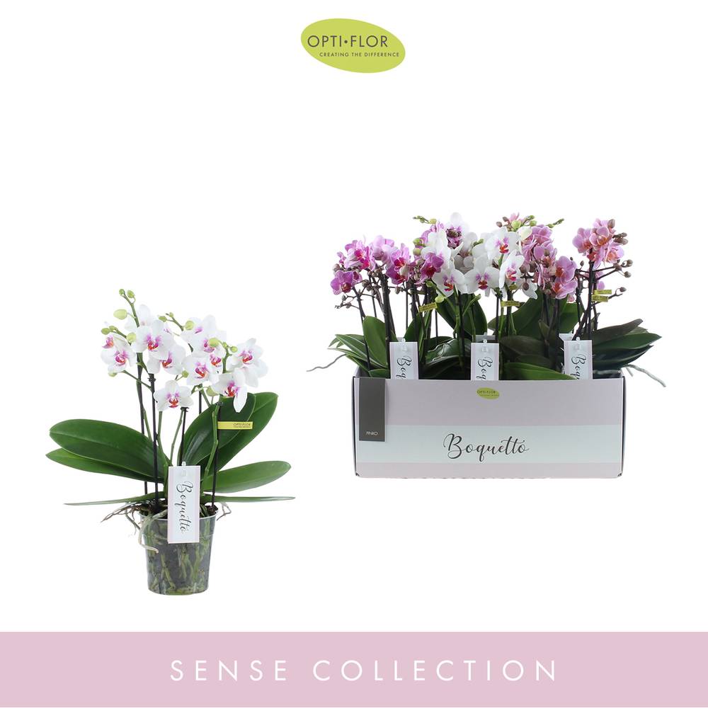 Phal.3-R mix Pinko Boquetto T12 H35