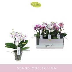 Phal.3-R mix Pinko Boquetto T12 H35