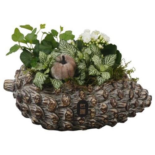 Kal.Arr PTHI3277 Herbst T28 H017