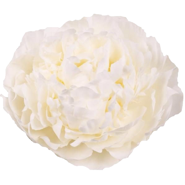 Pfingstrose weiss gefüllt Ivory Victory 55cm