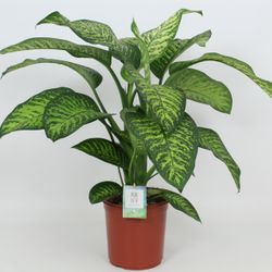 Dieffenb.Tropic Jewel T24 H90