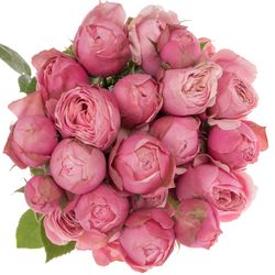 Rose verzweigt rosa Silva Pink NL 8+Blüte 80cm