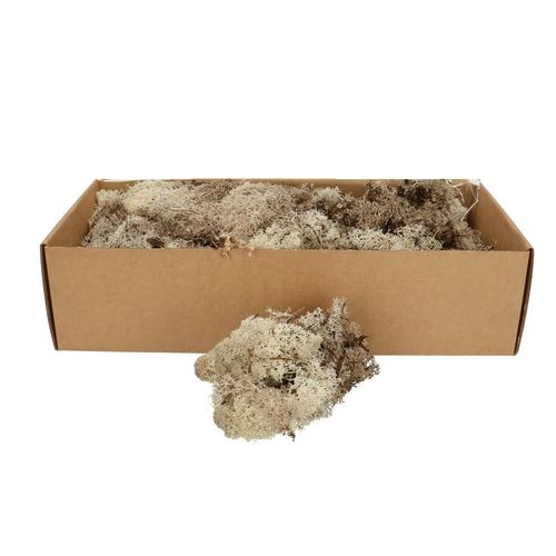 Islandmoos natur 500gr im Karton