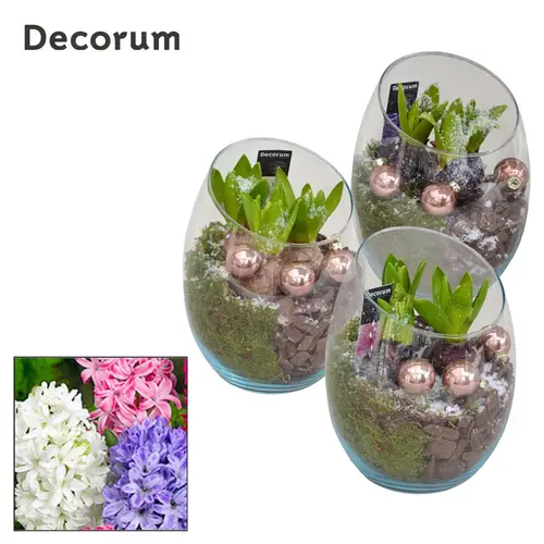 Hyac.Arr mix HL11172 Weihnachten T15 H021