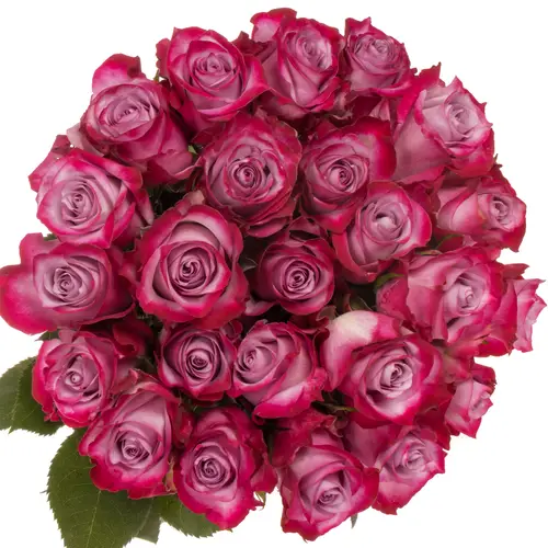 Rose lila/fuchsia Deep Purple (Ec) 70cm