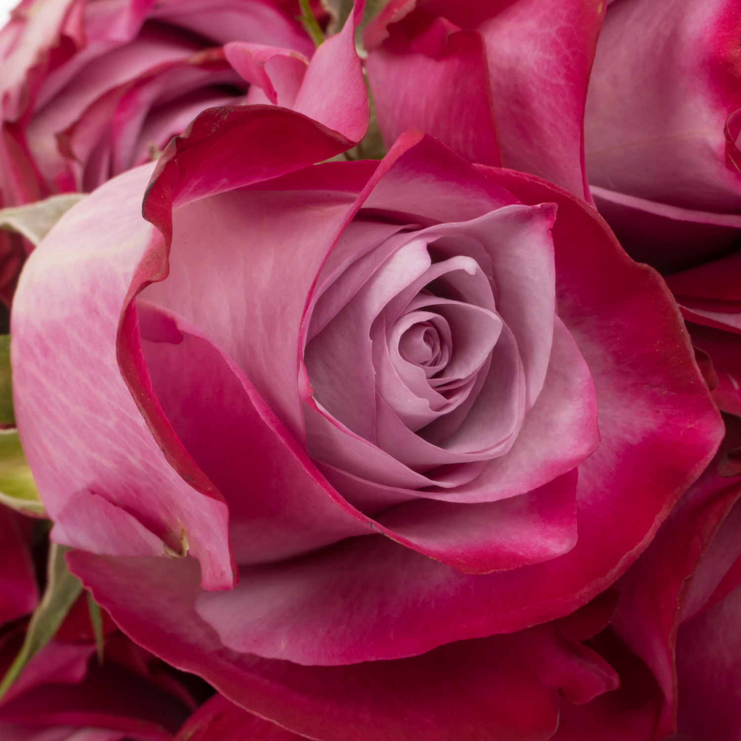 Rose lila/fuchsia Deep Purple (Ec) 70cm