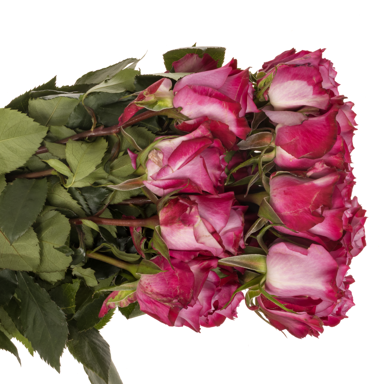 Rose lila/fuchsia Deep Purple (Ec) 70cm