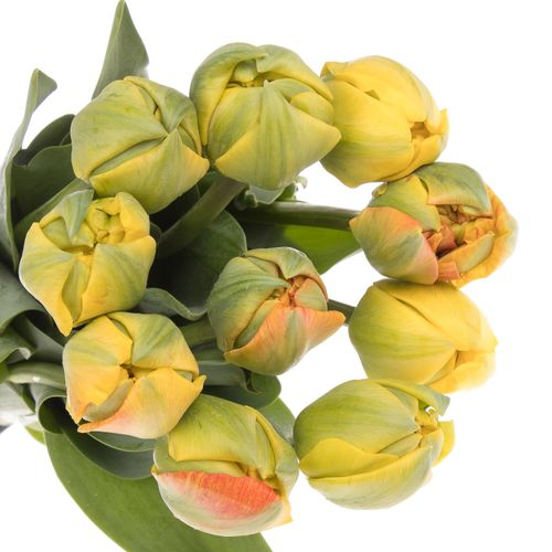 Franz.orange doppel 50 Gramm 50cm