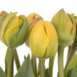 Franz.orange doppel 50 Gramm 50cm