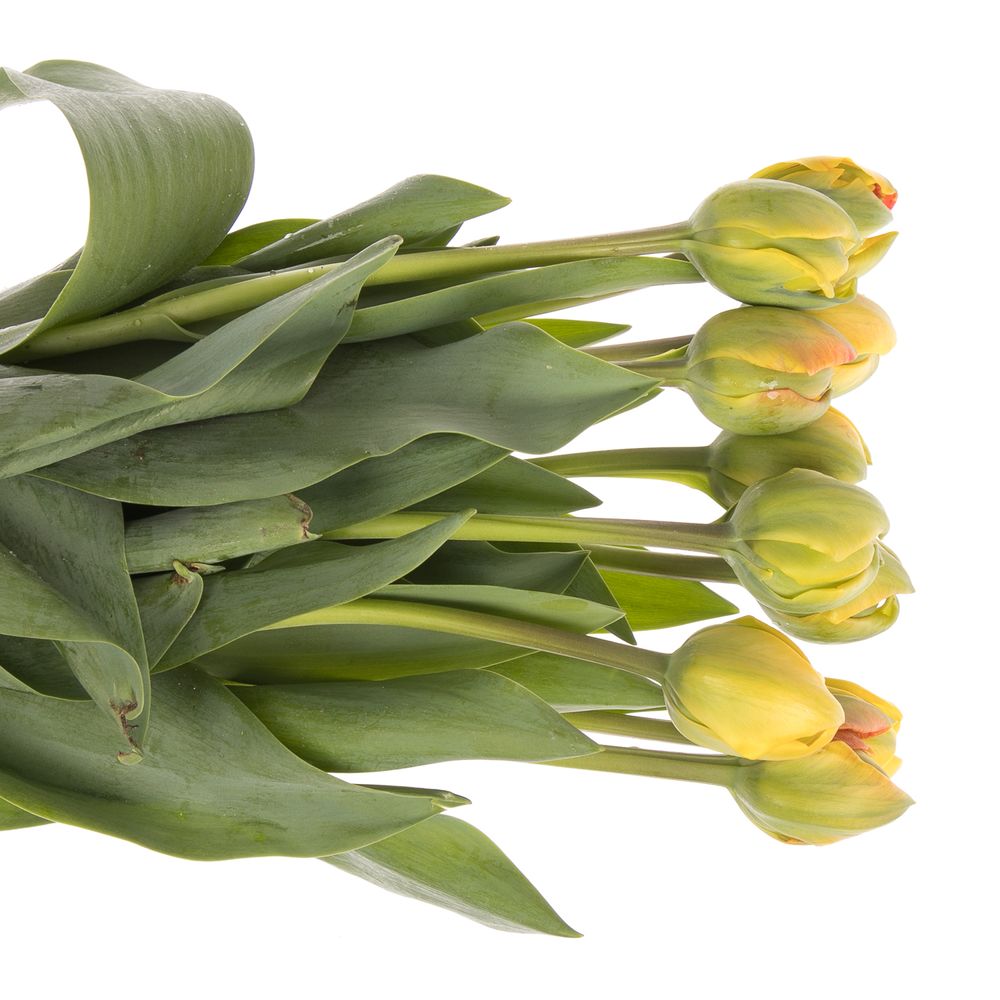 Franz.orange doppel 50 Gramm 50cm