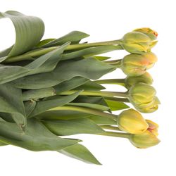 Franz.orange doppel 50 Gramm 50cm