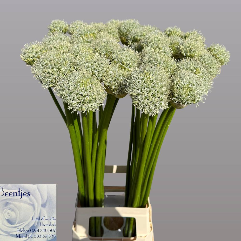 Allium weiss Giant 80cm