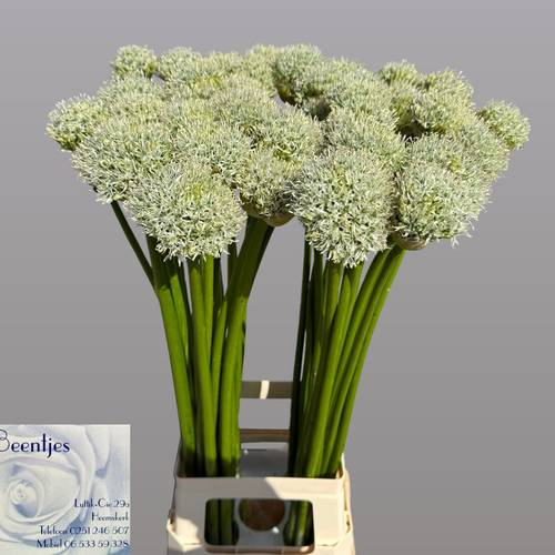 Allium weiss Giant 80cm