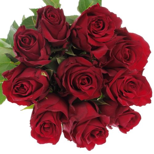 Rose rot Explorer   70cm