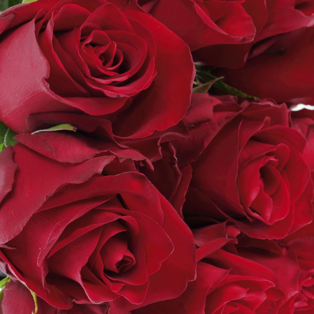 Rose rot Explorer   70cm