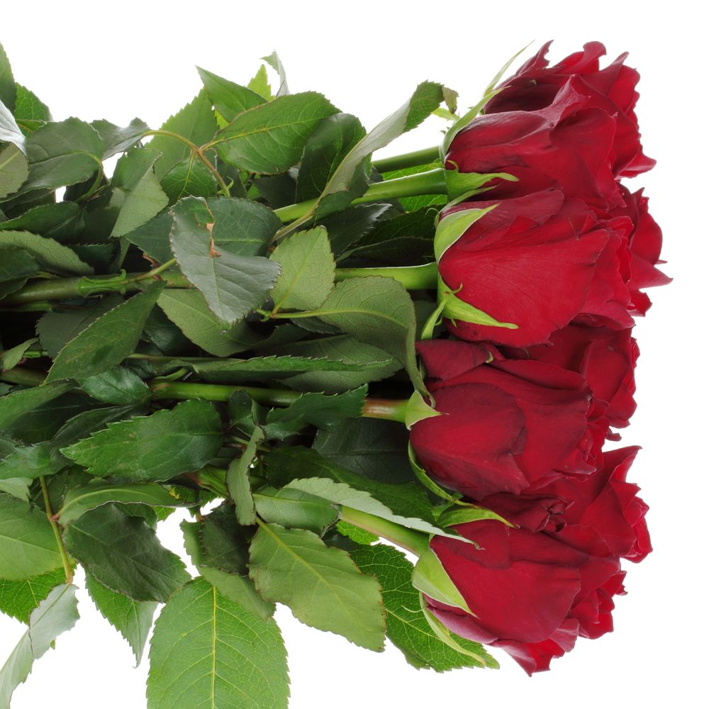 Rose rot Explorer   70cm