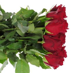 Rose rot Explorer   70cm