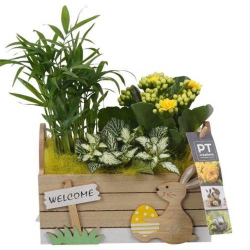Chamaed.Arr PTPB6581 Ostern T18 H024