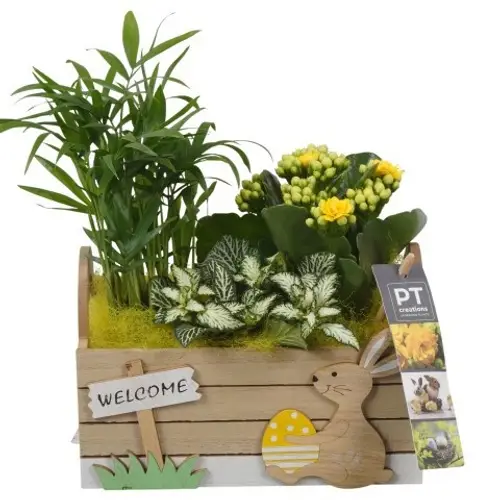 Chamaed.Arr PTPB6581 Ostern T18 H024