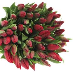 Tulpe rot Strong Love 30 Gramm