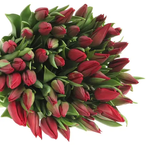 Tulpe rot Strong Love 30 Gramm