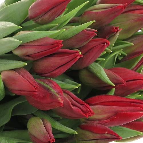 Tulpe rot Strong Love 30 Gramm