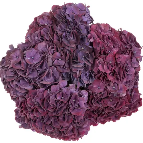 Hortensie lila pink Ruby Bol 17cm 60cm