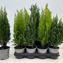 Koniferen mix T10,5 H040