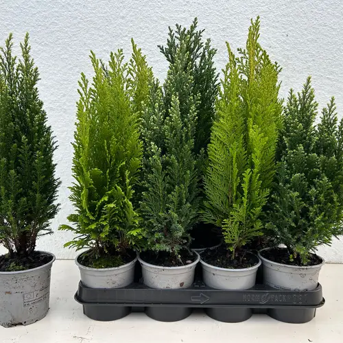 Koniferen mix T10,5 H040