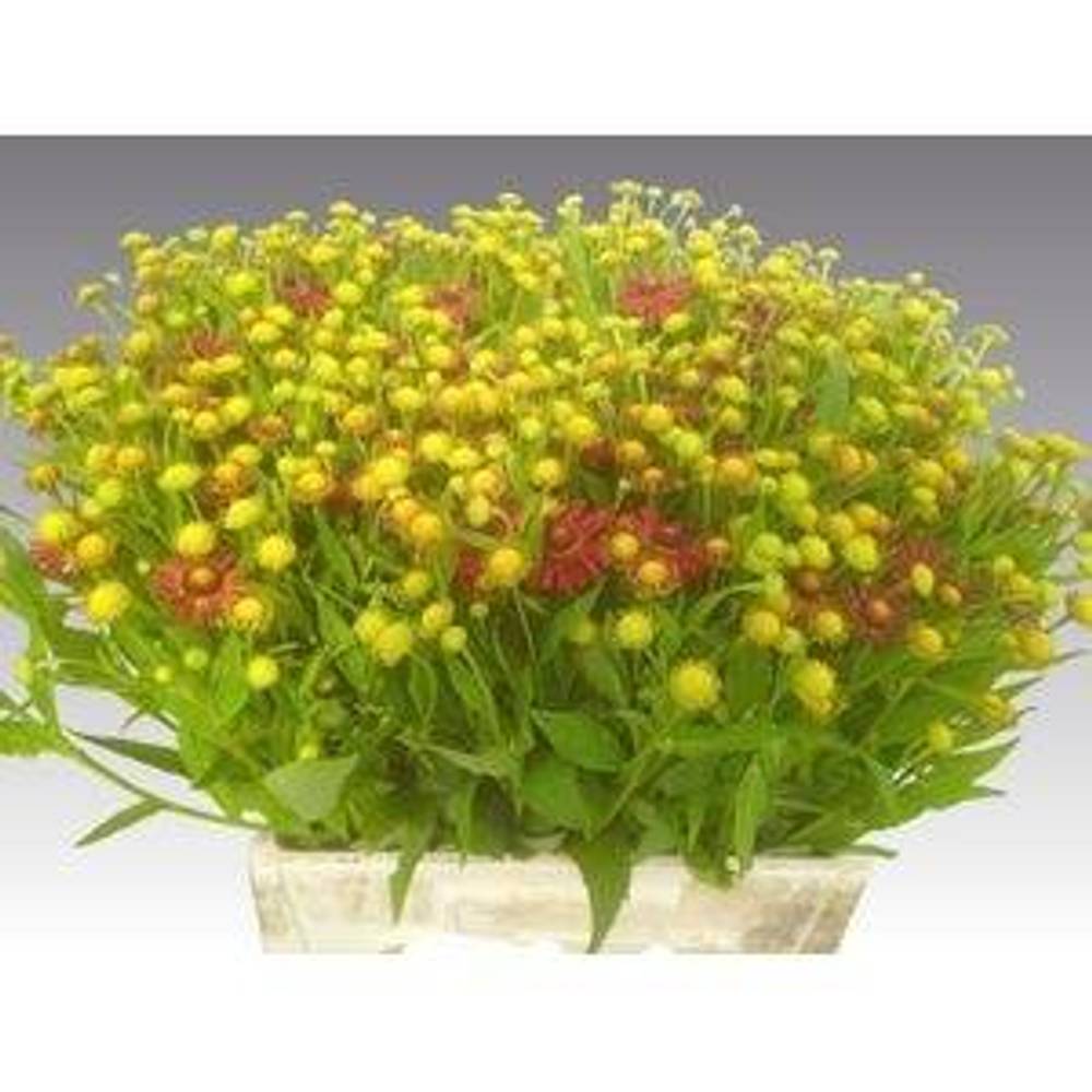 Helenium rot 60cm