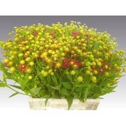 Helenium rot 60cm
