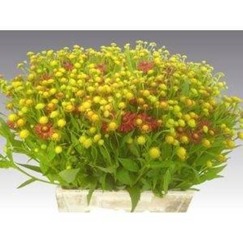 Helenium rot 60cm