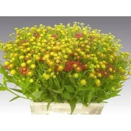 Helenium rot 60cm