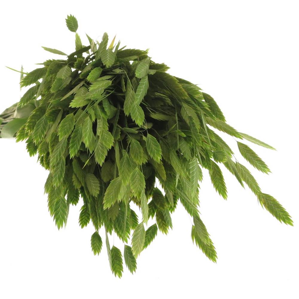 Chasmanthium grün 80cm