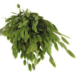 Chasmanthium grün 80cm