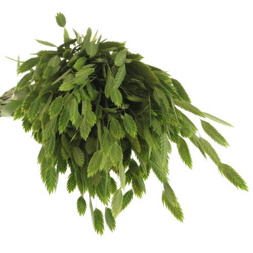 Chasmanthium grün 80cm