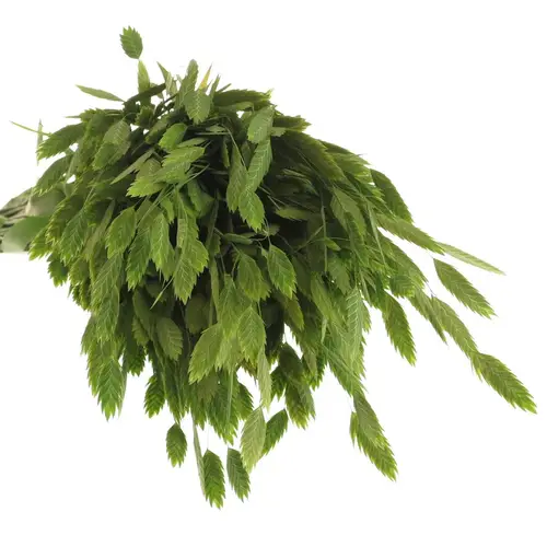 Chasmanthium grün 80cm