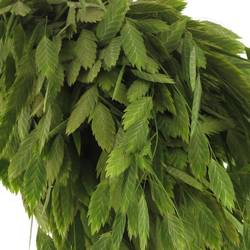Chasmanthium grün 80cm