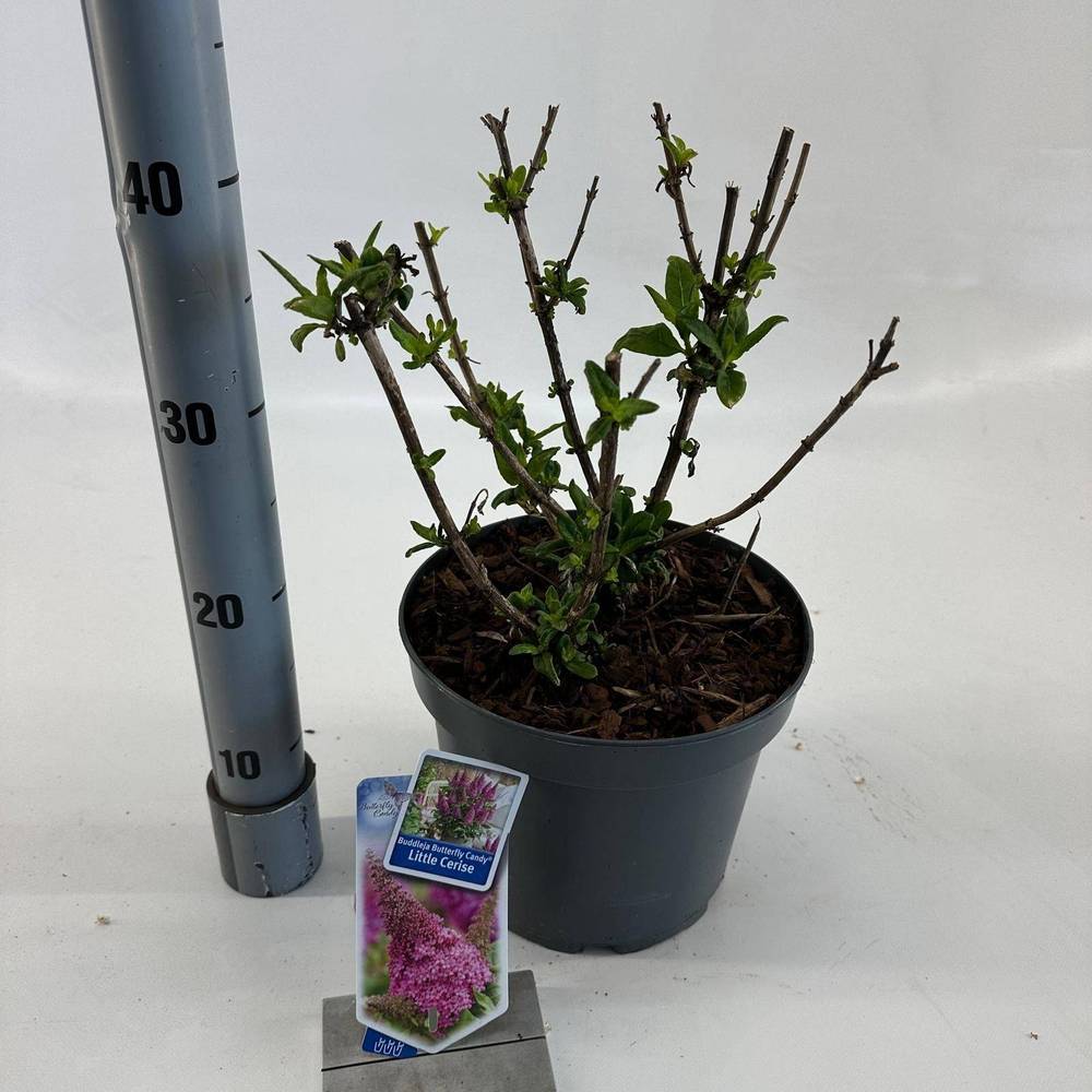 Buddleja Butterfly Candy fuchsia T23 H035