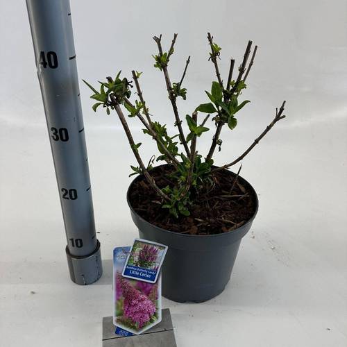 Buddleja Butterfly Candy fuchsia T23 H035